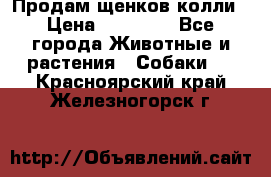 Продам щенков колли › Цена ­ 15 000 - Все города Животные и растения » Собаки   . Красноярский край,Железногорск г.